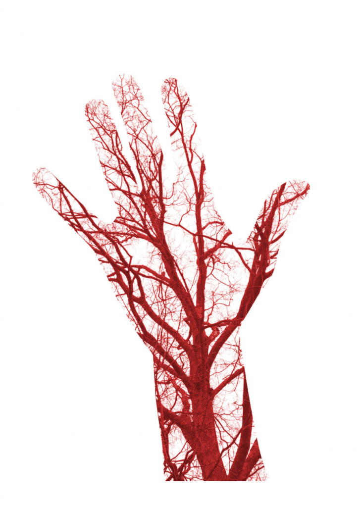 blood vessels